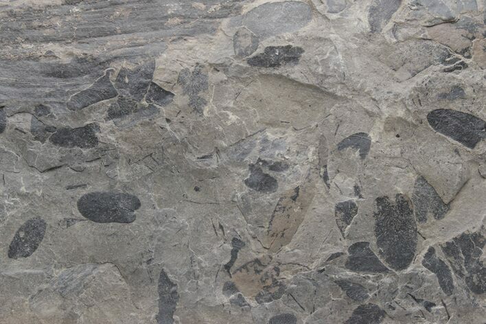 Pennsylvanian Fossil Fern (Neuropteris) Plate - Kentucky #224622
